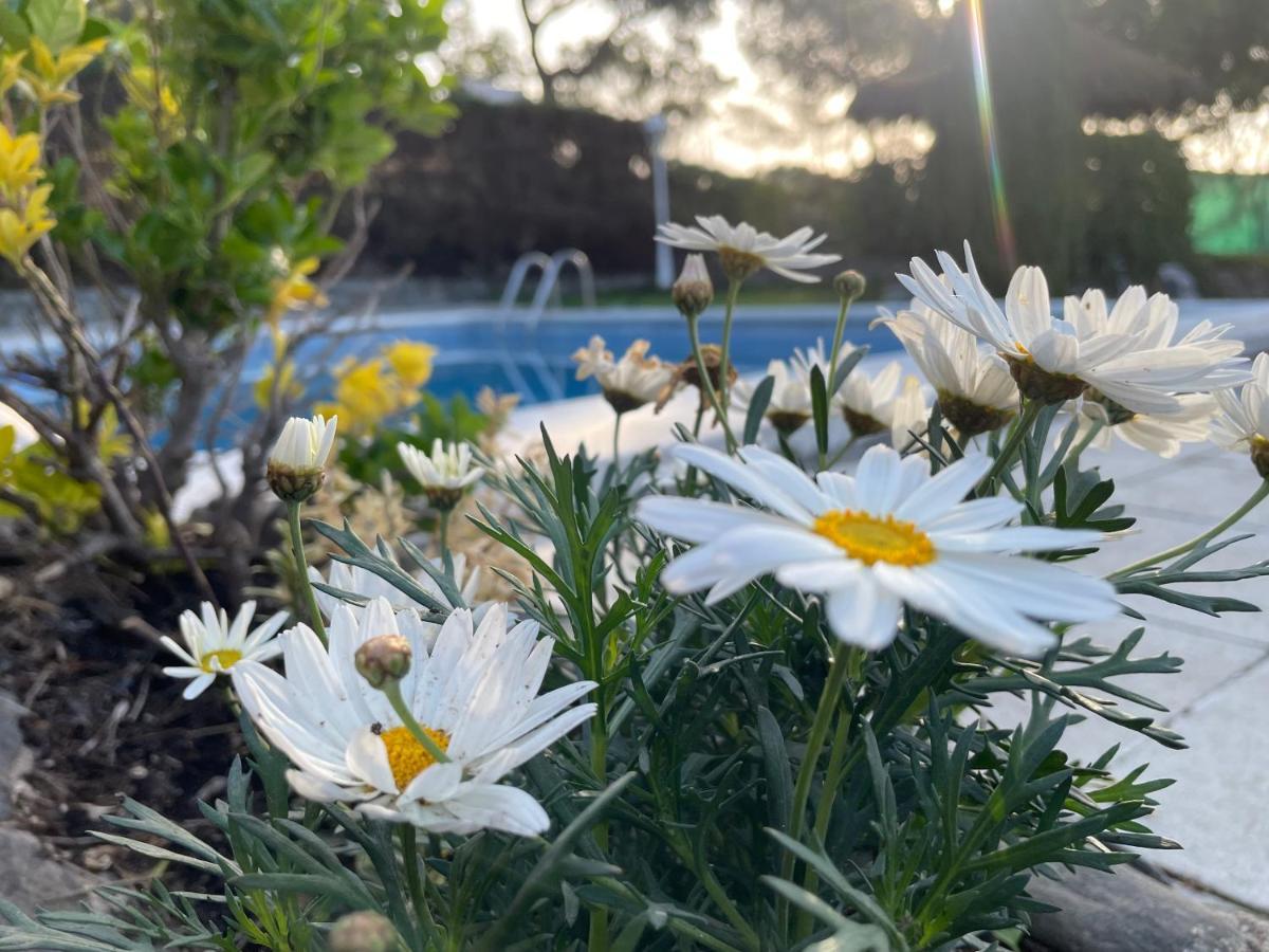 Villa Herlinda Costa Brava - With Swiming Pool Massanet De La Selva Exterior photo